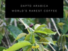 World’s Rarest Coffee